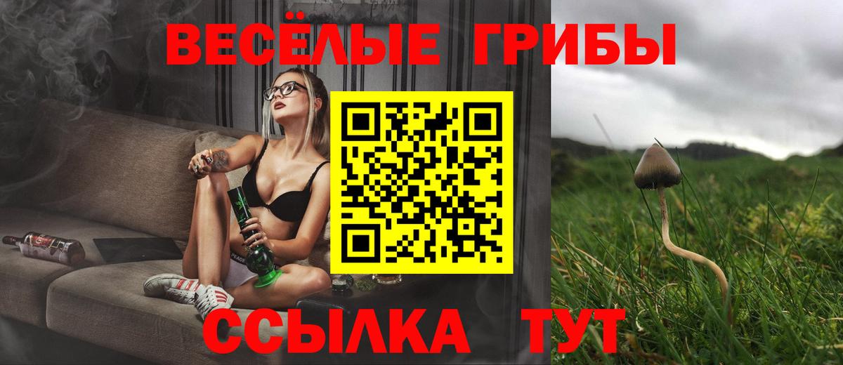 Галлюциногенные грибы Psilocybe Новочеркасск